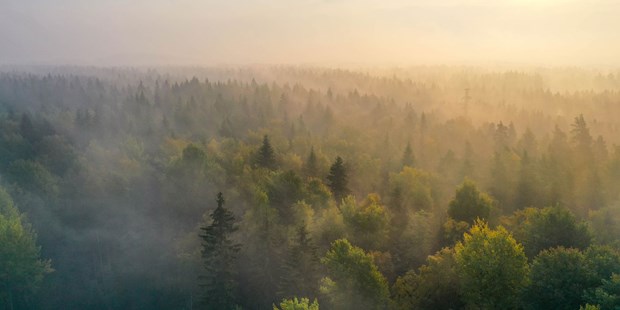 Soloppgang over skogen med lett tåke